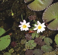 Parry Lagoons Nature Reserve - Accommodation Ballina