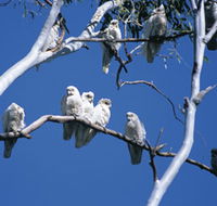 Carawine Gorge - Accommodation Ballina