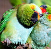 Rainbow Jungle - The Australian Parrot Breeding Centre - Accommodation Ballina