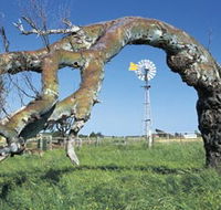 Greenough Leaning Trees - Accommodation Ballina