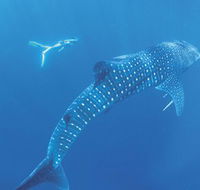 Ningaloo Marine Park - Accommodation Ballina
