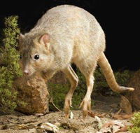 Kanyana Wildlife - Accommodation Ballina