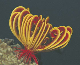 Lighthouse Bay - Accommodation Ballina 0