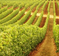 Darlington Estate Winery and Restaurant - Accommodation Ballina