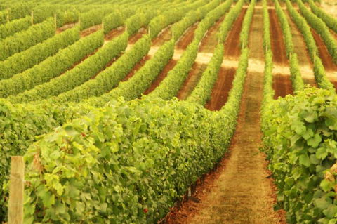 Darlington Estate Winery And Restaurant - Accommodation Ballina 0