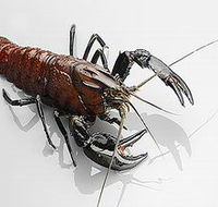 Andermel Marron - Accommodation Ballina