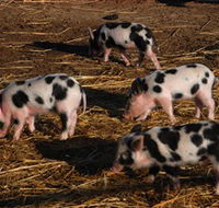Will's Rare Breeds Farm - Accommodation Ballina