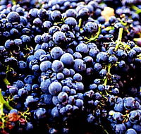 Laurel Bank Vineyard - Accommodation Ballina