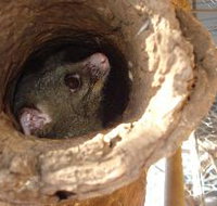 Mulga Sanctuary and Wildlife Park - Accommodation Ballina