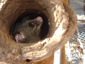 Mulga Sanctuary And Wildlife Park - Accommodation Ballina 0