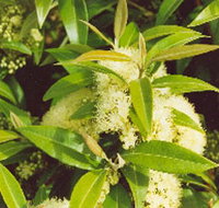 Tumbeela Native Bushfoods - Accommodation Ballina