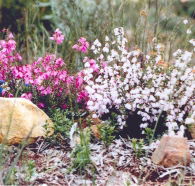 Stokes Bay Bush Garden - Accommodation Ballina