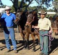 Coffin Bay Brumby Preservation Society Incorporated - Accommodation Ballina