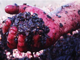 Rusden Wines - Accommodation Ballina 0