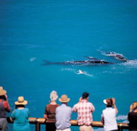 Whale Watching At Head Of Bight - Accommodation Ballina