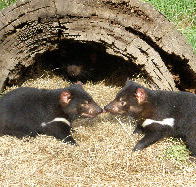 Wing's Wildlife Park - Accommodation Ballina