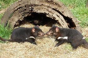 Wing's Wildlife Park - Accommodation Ballina 0