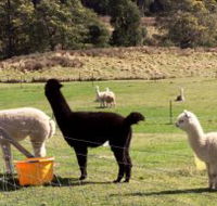 Maydena Country Cabins Accommodation  Alpaca Stud - Accommodation Ballina