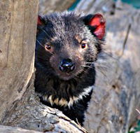 Trowunna Wildlife Sanctuary - Accommodation Ballina