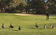 Royal Hobart Golf Club - thumb 0