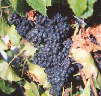 Darlington Vineyard - Accommodation Ballina