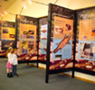Platypus Experience - Accommodation Ballina