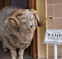 Tasmanian Wool Centre - Accommodation Ballina