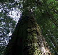 Styx Big Tree Reserve - Accommodation Ballina