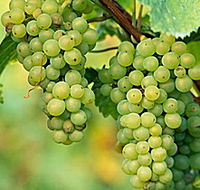 TP Vineyards - Accommodation Ballina