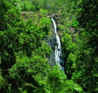 Kondalilla National Park - Accommodation Ballina