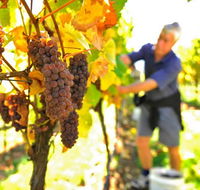 Native Point Wines - Accommodation Ballina