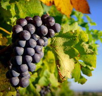 Panorama Vineyard - Accommodation Ballina