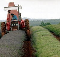Bridestowe Lavender Farm - Accommodation Ballina