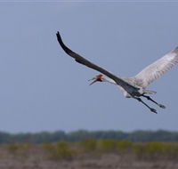 Gayngaru Wetlands Interpretive Walk - Accommodation Ballina
