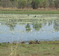 Leaning Tree Lagoon Nature Park - Accommodation Ballina