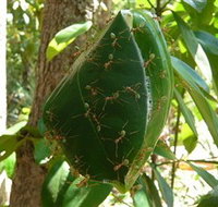 Greenant Creek Walk - Accommodation Ballina