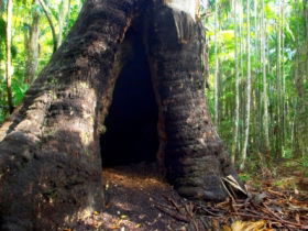 Tewantin National Park - Accommodation Ballina 0
