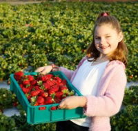 Strawberry Fields - Accommodation Ballina