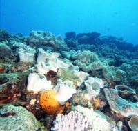 Mudjimba Old Woman Island Dive Site - Accommodation Ballina