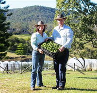 Hinterland Feijoas - Accommodation Ballina