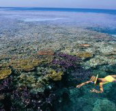 Split Bommie Dive Site - Accommodation Ballina