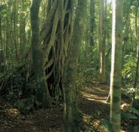Mount Bithongabel - Accommodation Ballina