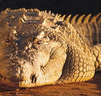 Koorana Crocodile Farm - Accommodation Ballina