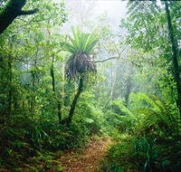 Lamington National Park Green Mountains Section - Accommodation Ballina