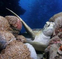 Light House Bommie Dive Site - Accommodation Ballina