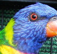 Fraser Coast Wildlife Sanctuary - Accommodation Ballina