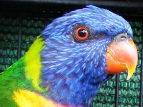 Fraser Coast Wildlife Sanctuary - Accommodation Ballina 0