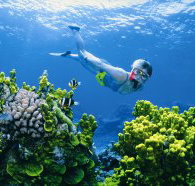 Wheeler Reef Dive Site - Accommodation Ballina