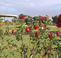 Elizabeth Park Rose Gardens - Accommodation Ballina