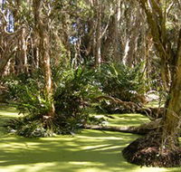 Arkarra Lagoons and Tea Gardens - Accommodation Ballina